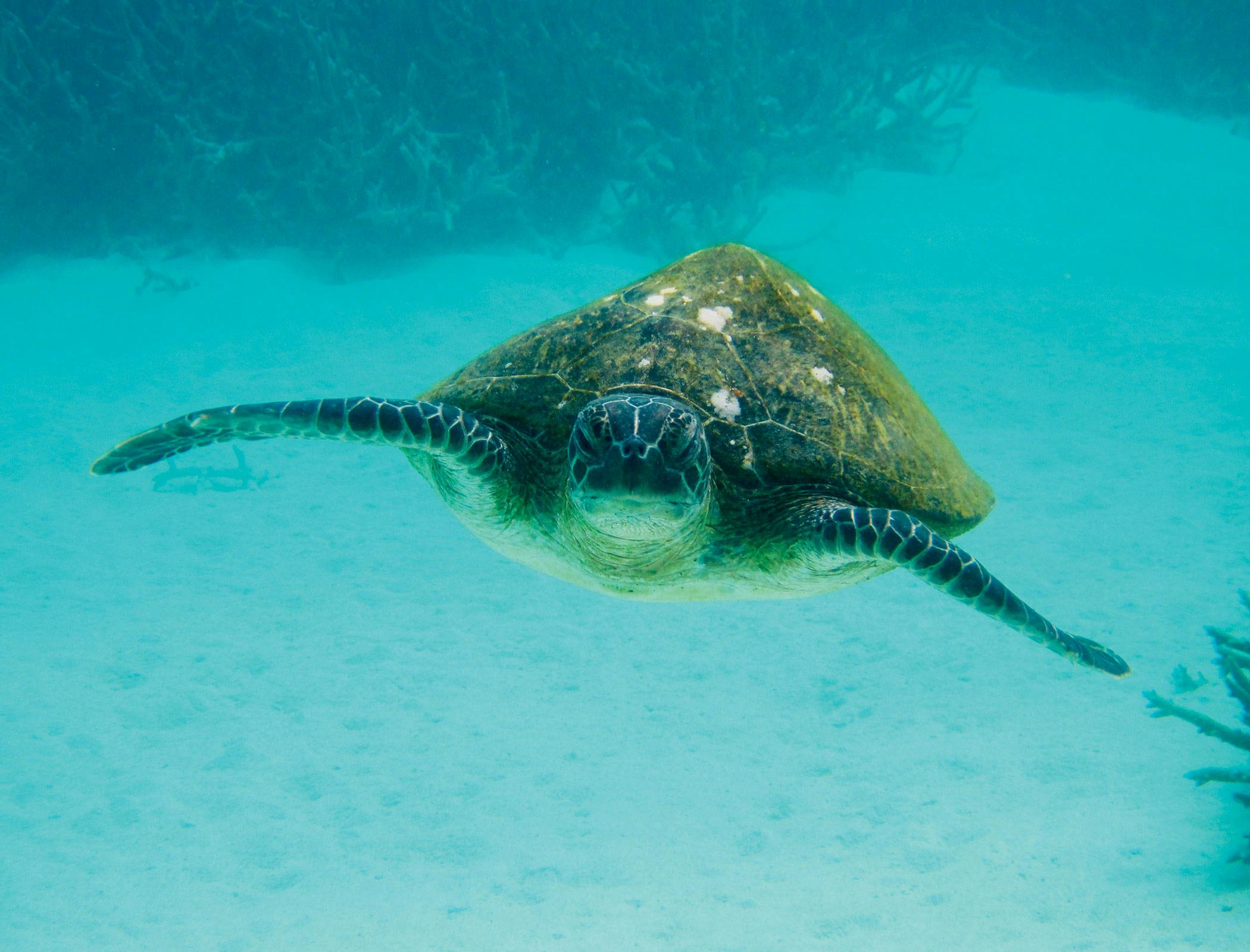Kimberley Wild Expeditions, Djugun, Western Australia