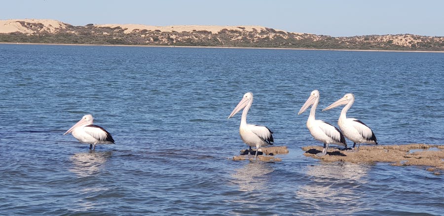 Sandhill Panorama