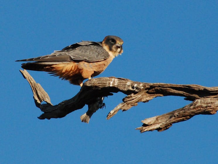 Peregrin falcon are sighted often.