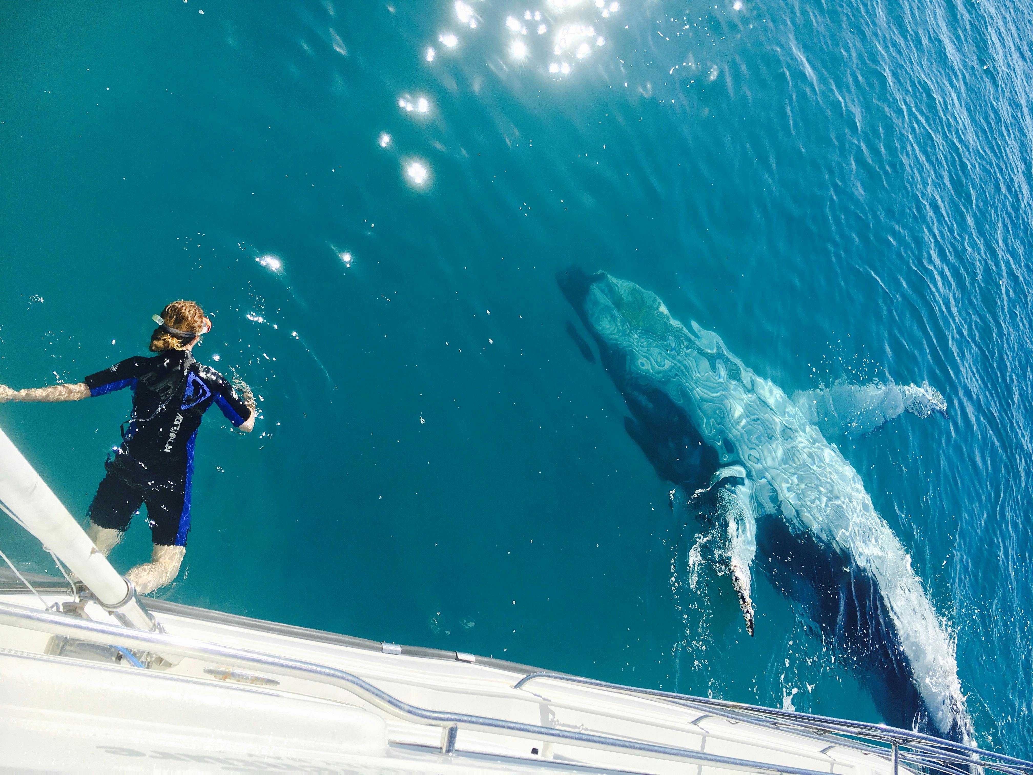 Swim with Humpback Whales