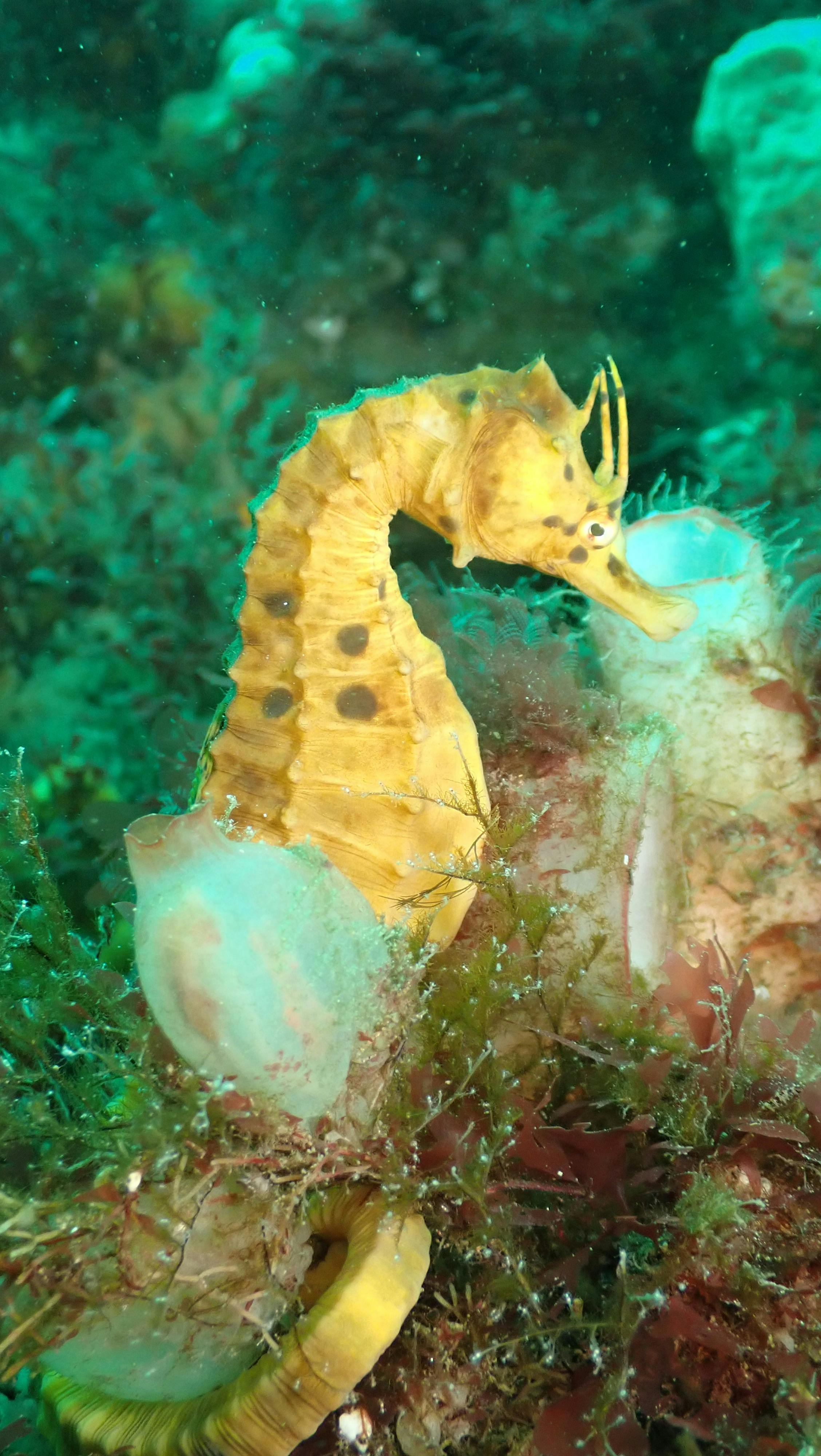 Seahorse