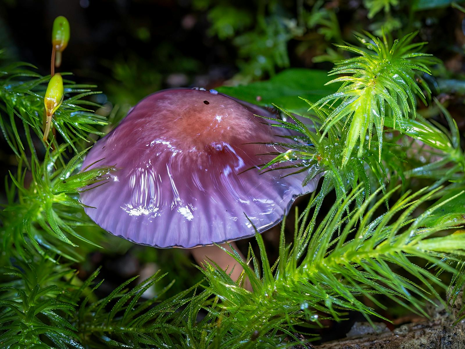 Purple fungi