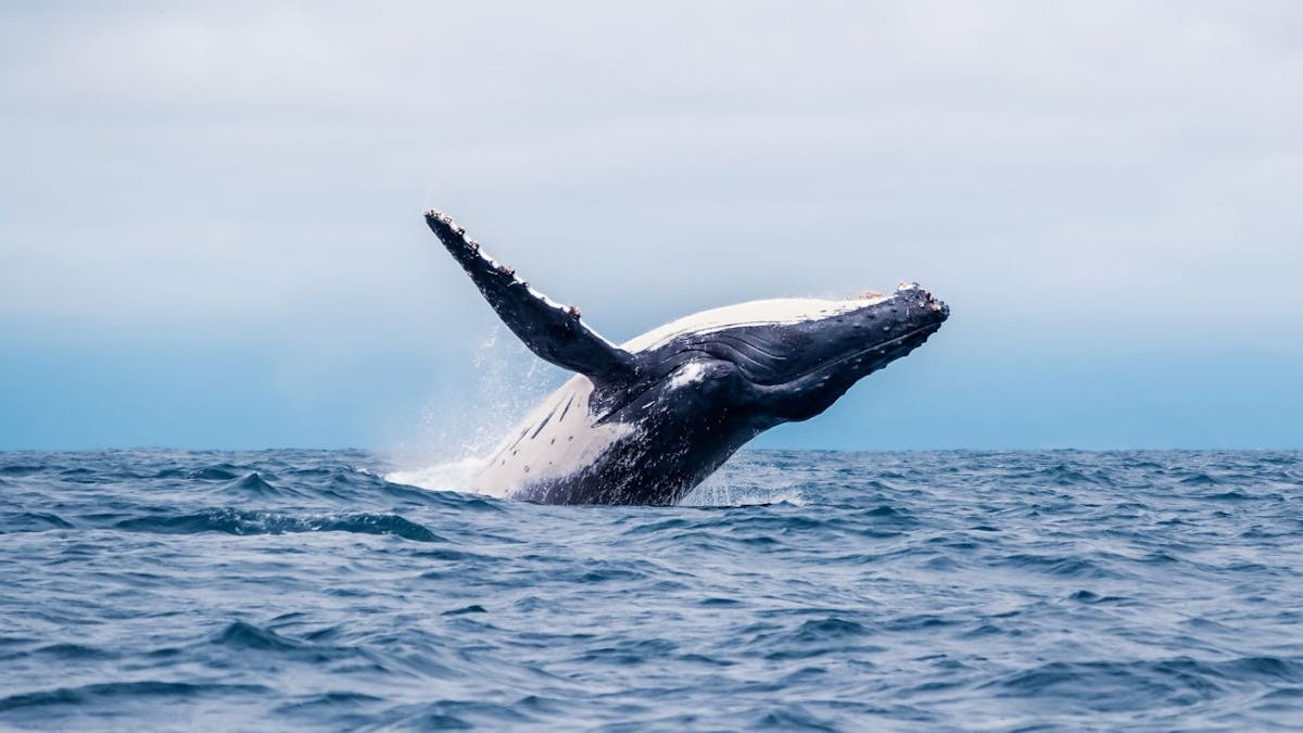 Whale Breaching