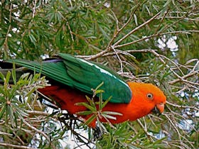 Male King Parrot of the Border Ranges