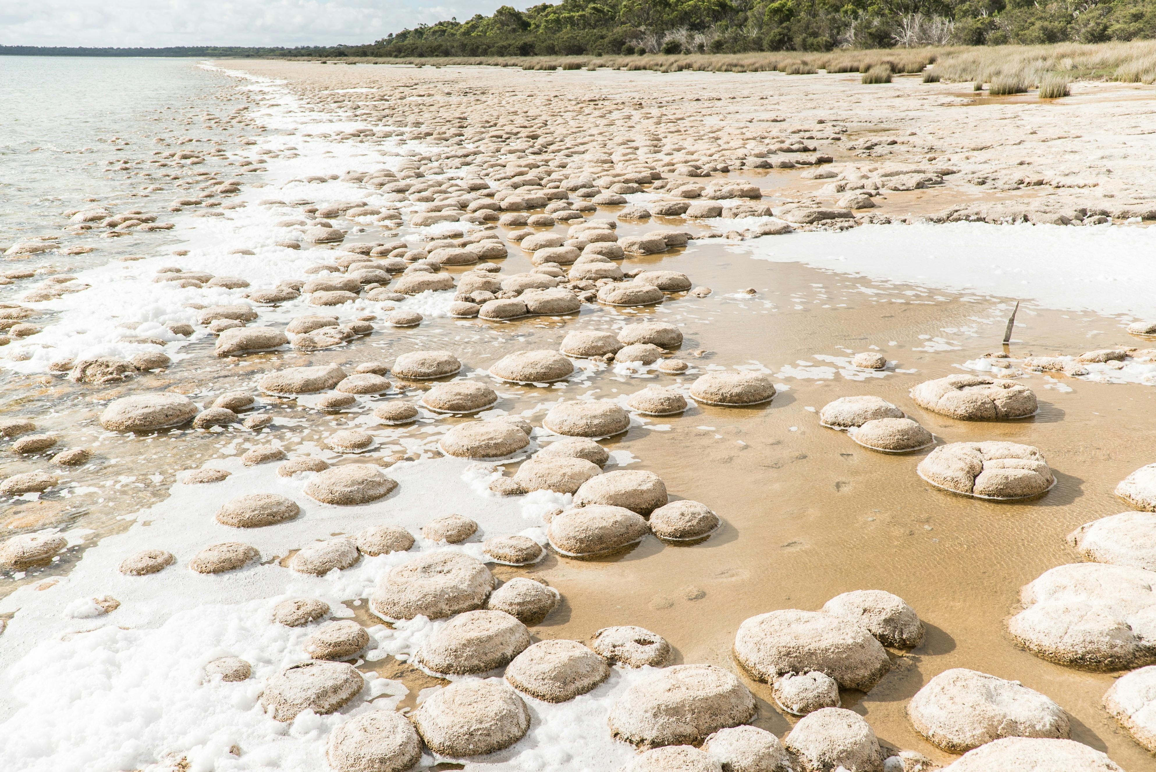 Lake Clifton Thrombolites