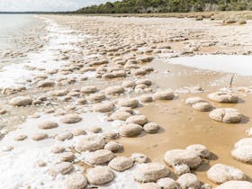 Lake Clifton Thrombolites, Lake Clifton, Western Australia