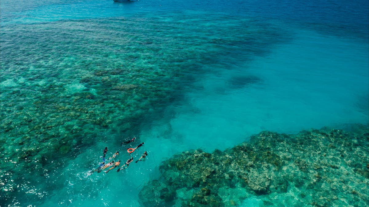 Ocean Freedom  Tour - Guided Snorkel Tour on the Great Barrier Reef Cairns with Master Reef Guide