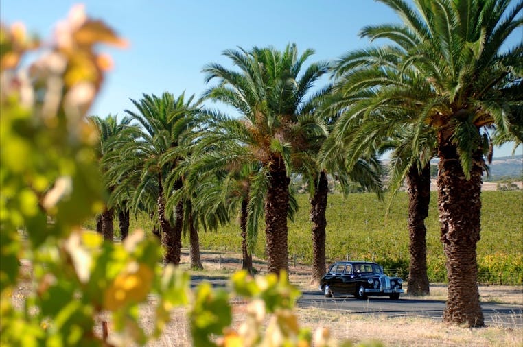 Barossa Daimler Tours