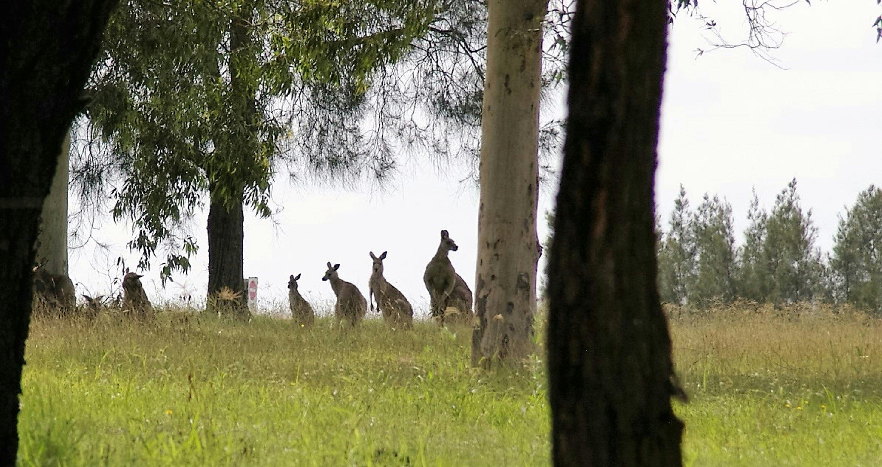 素敵で近くを見たいですか-sydneydriver.com