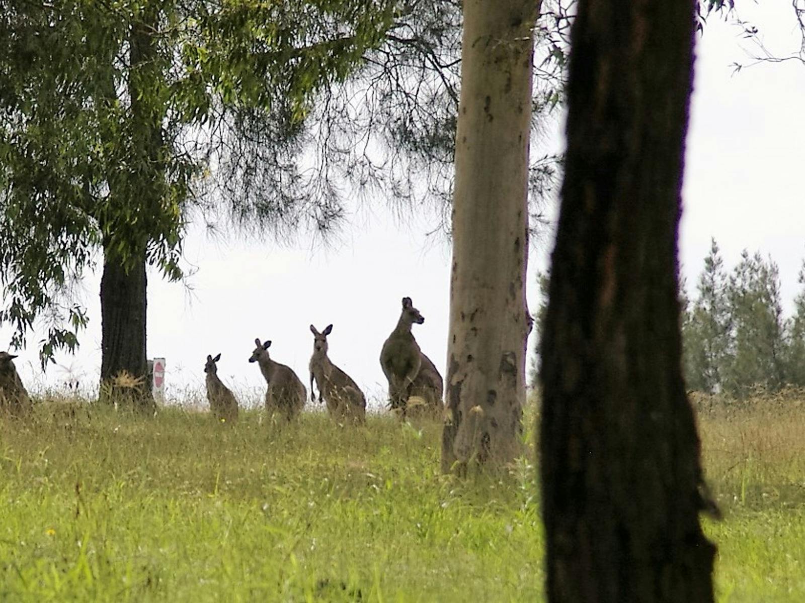 素敵で近くを見たいですか-sydneydriver.com