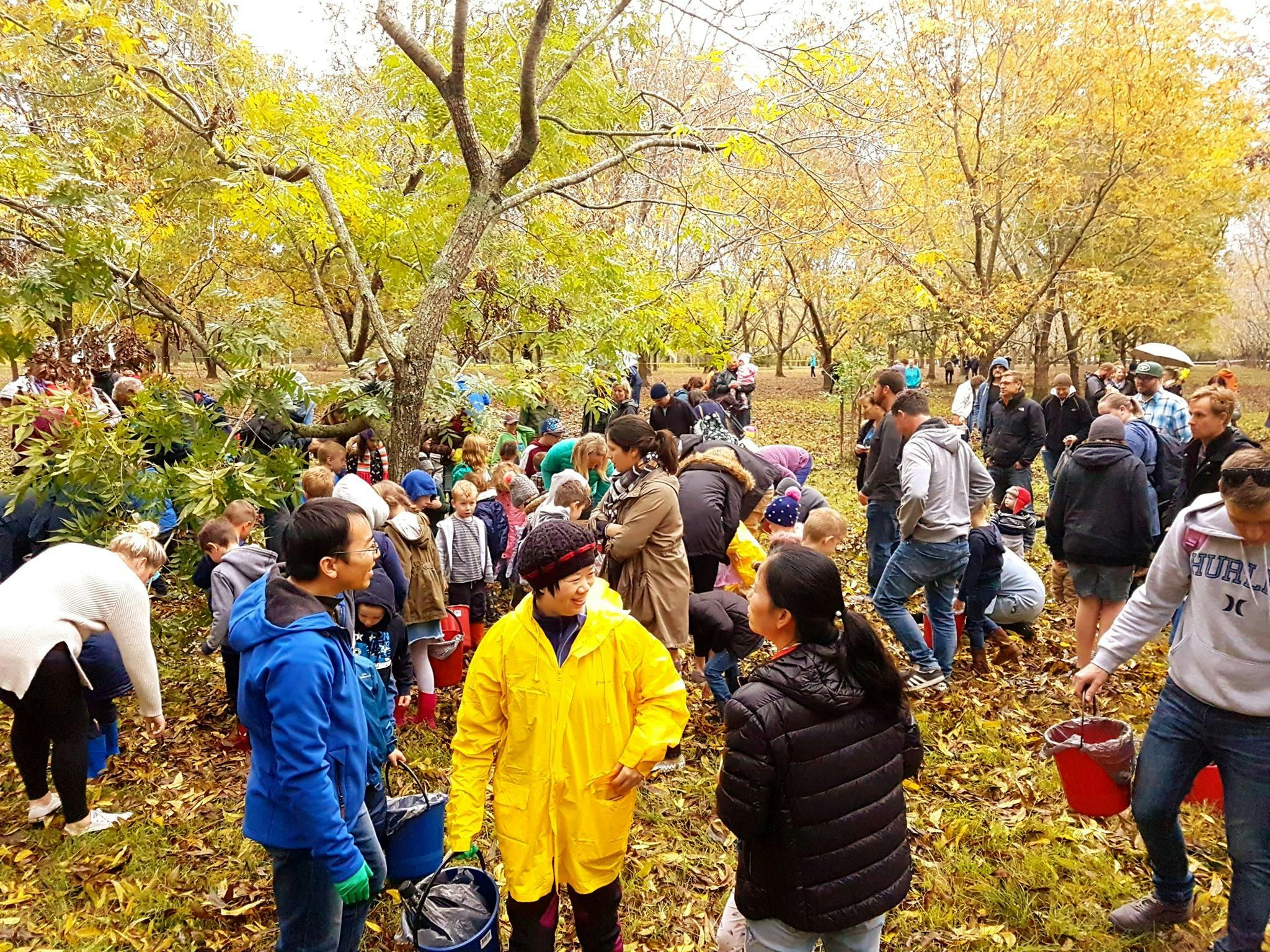 Pecan Picking Harvest Festival
