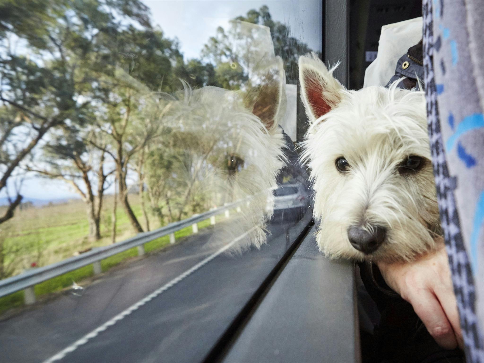 Dog on bus