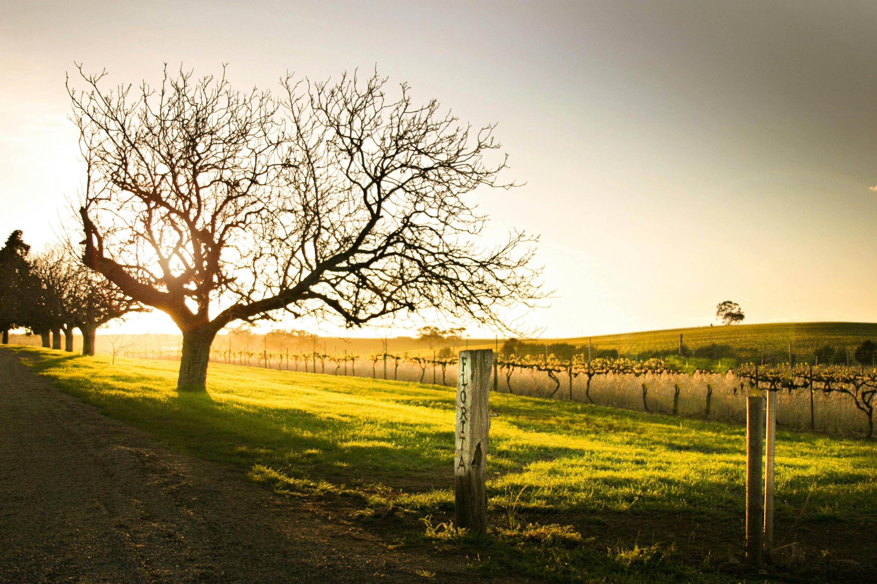 Florita Vineyard