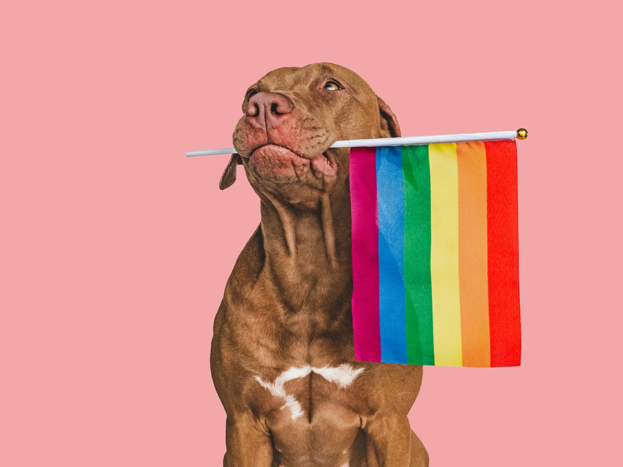 Pride Pets Photo Exhibition