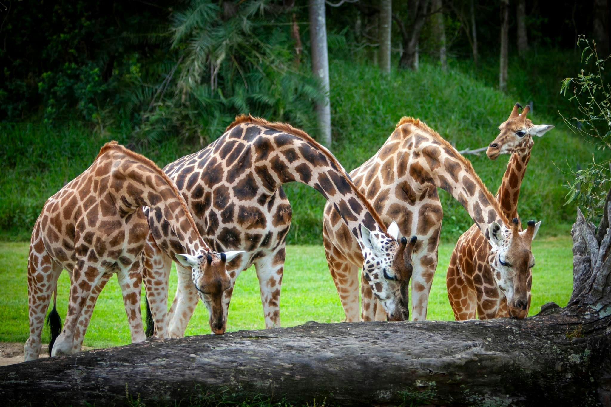 Giraffes