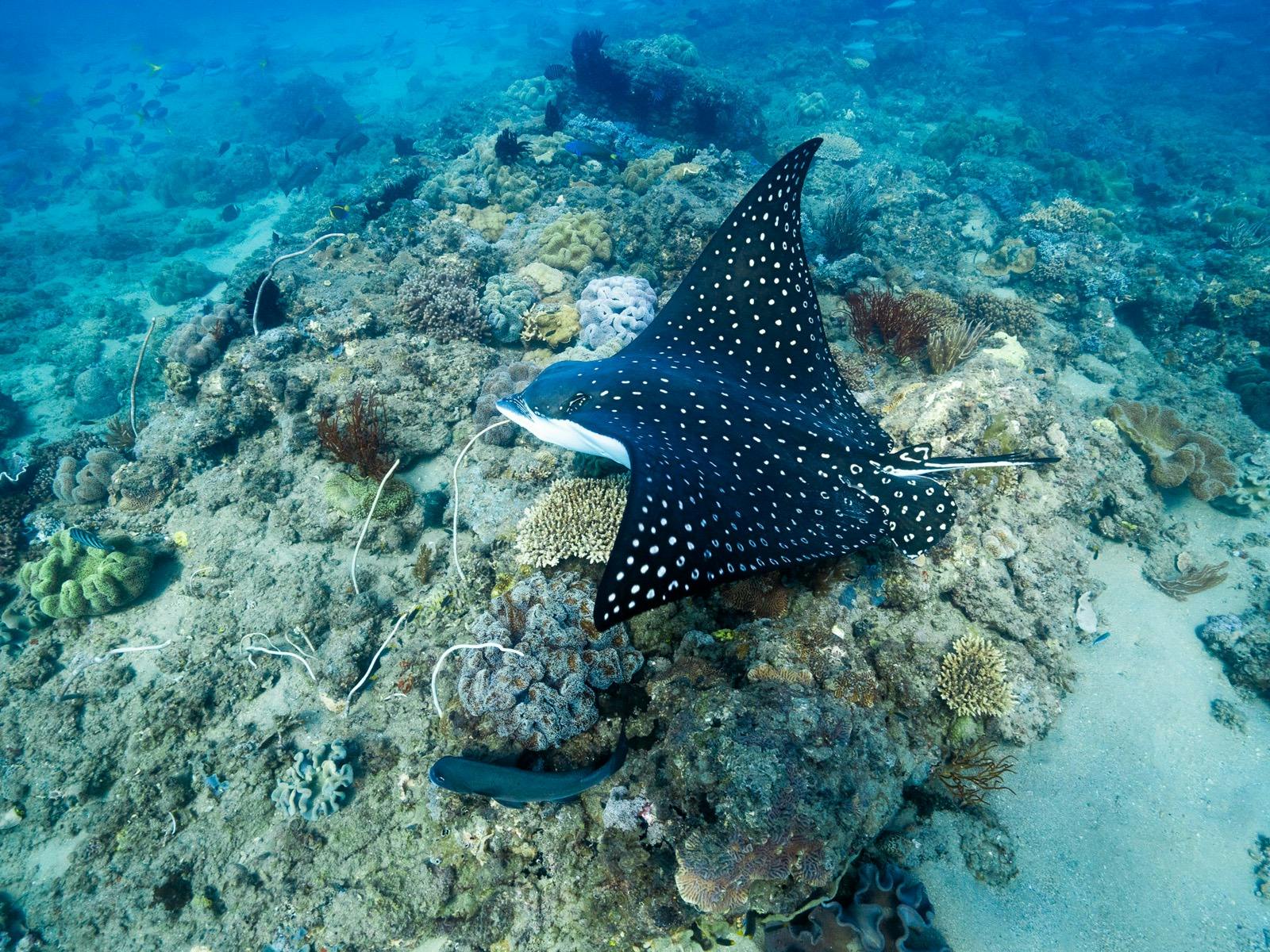Eagle Ray Eagle Ray