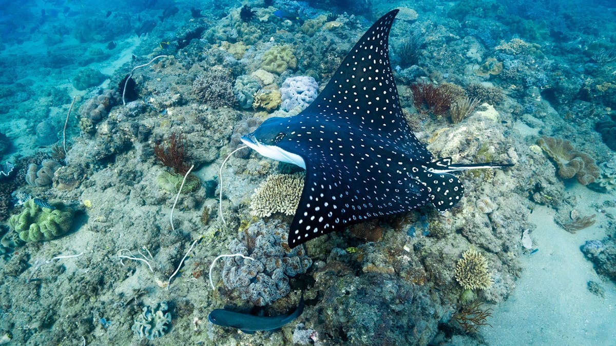 Eagle Ray