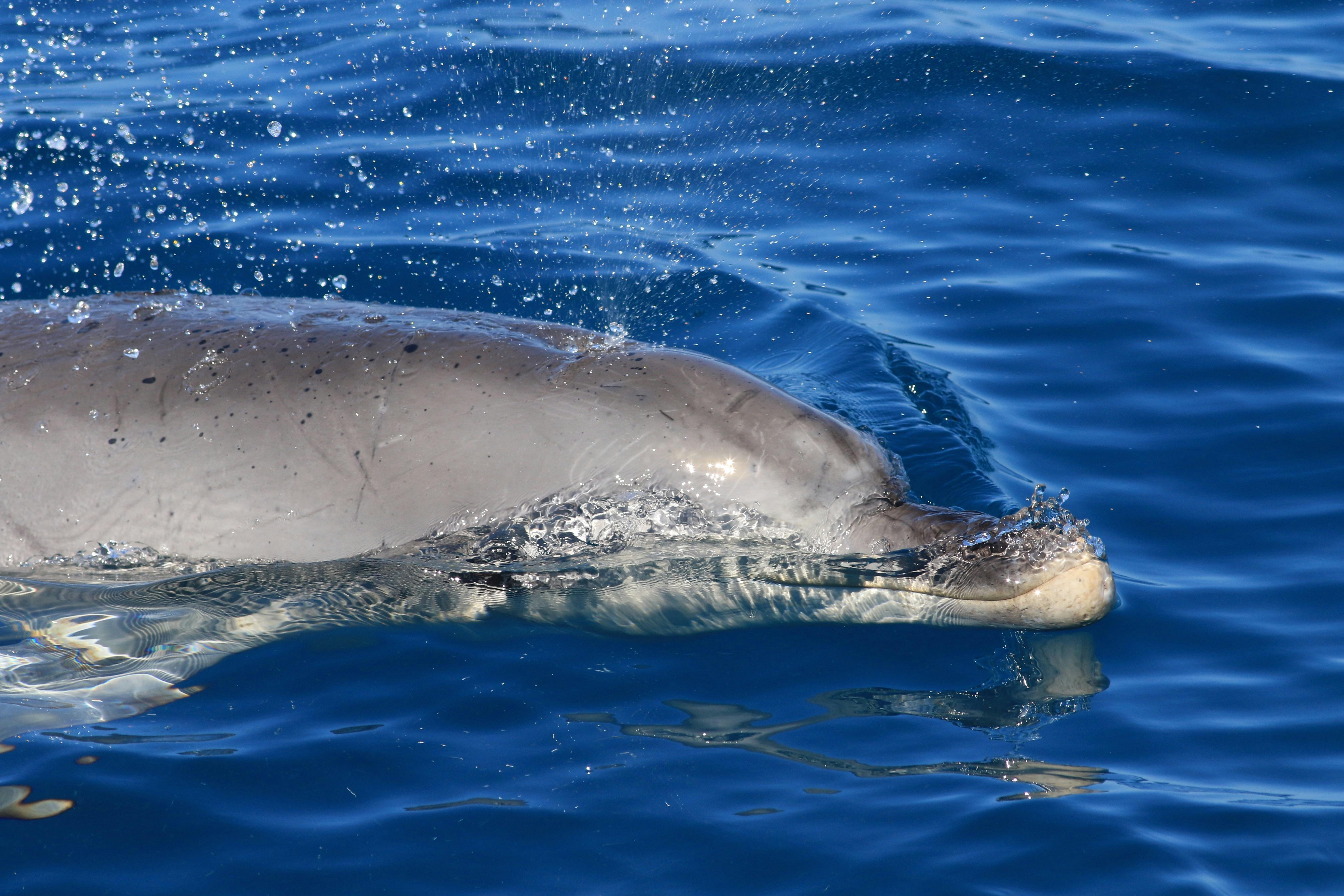 dolphin