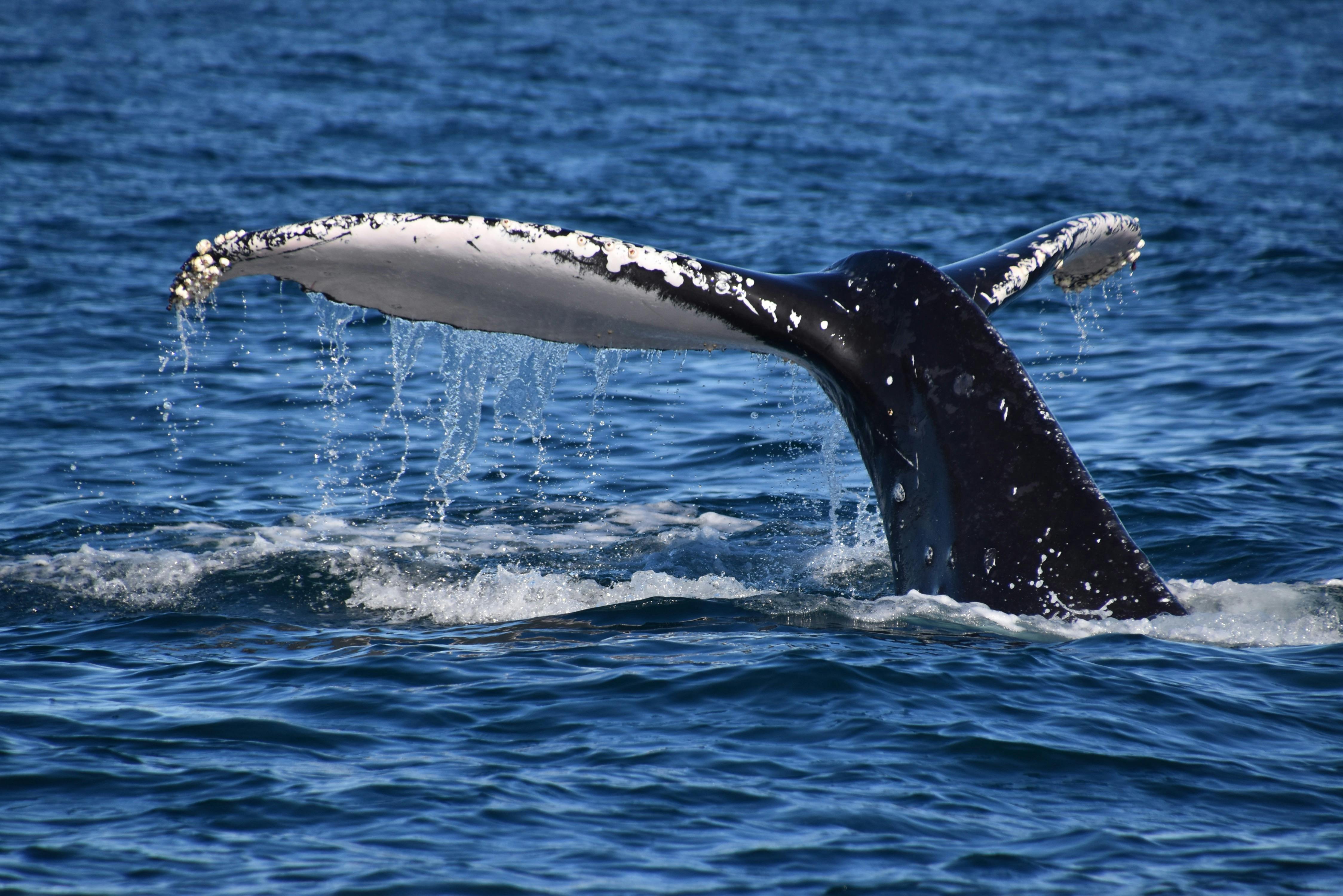 Whale tail