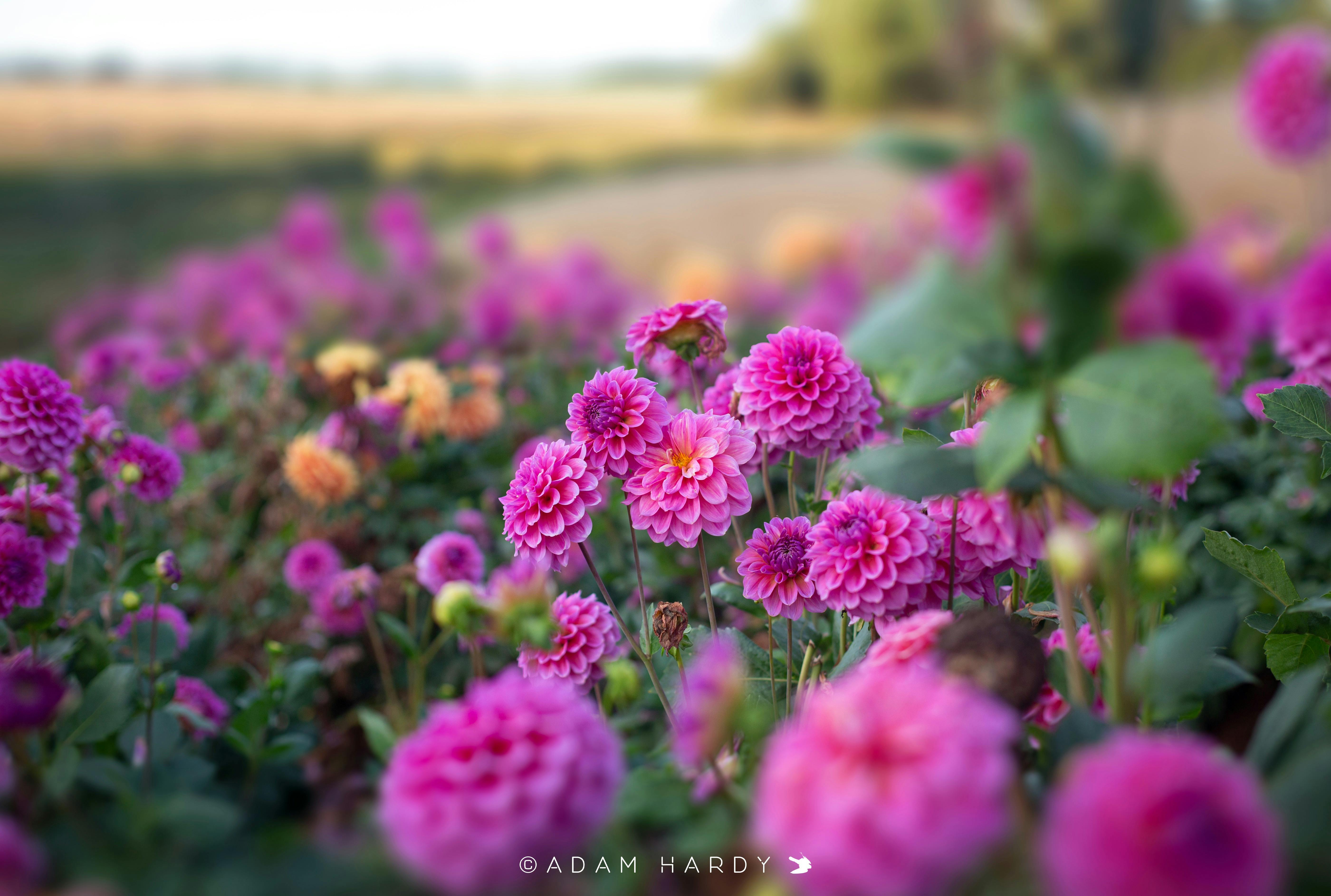 Summer garden tourism. Dahlia, The patch,