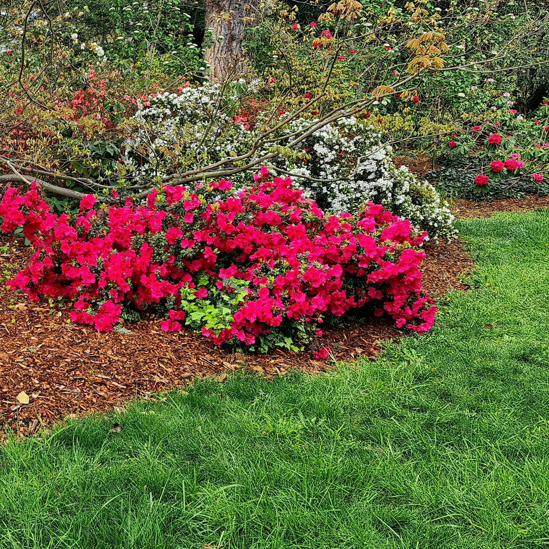 English Garden spring colour