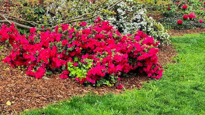 English Garden spring colour