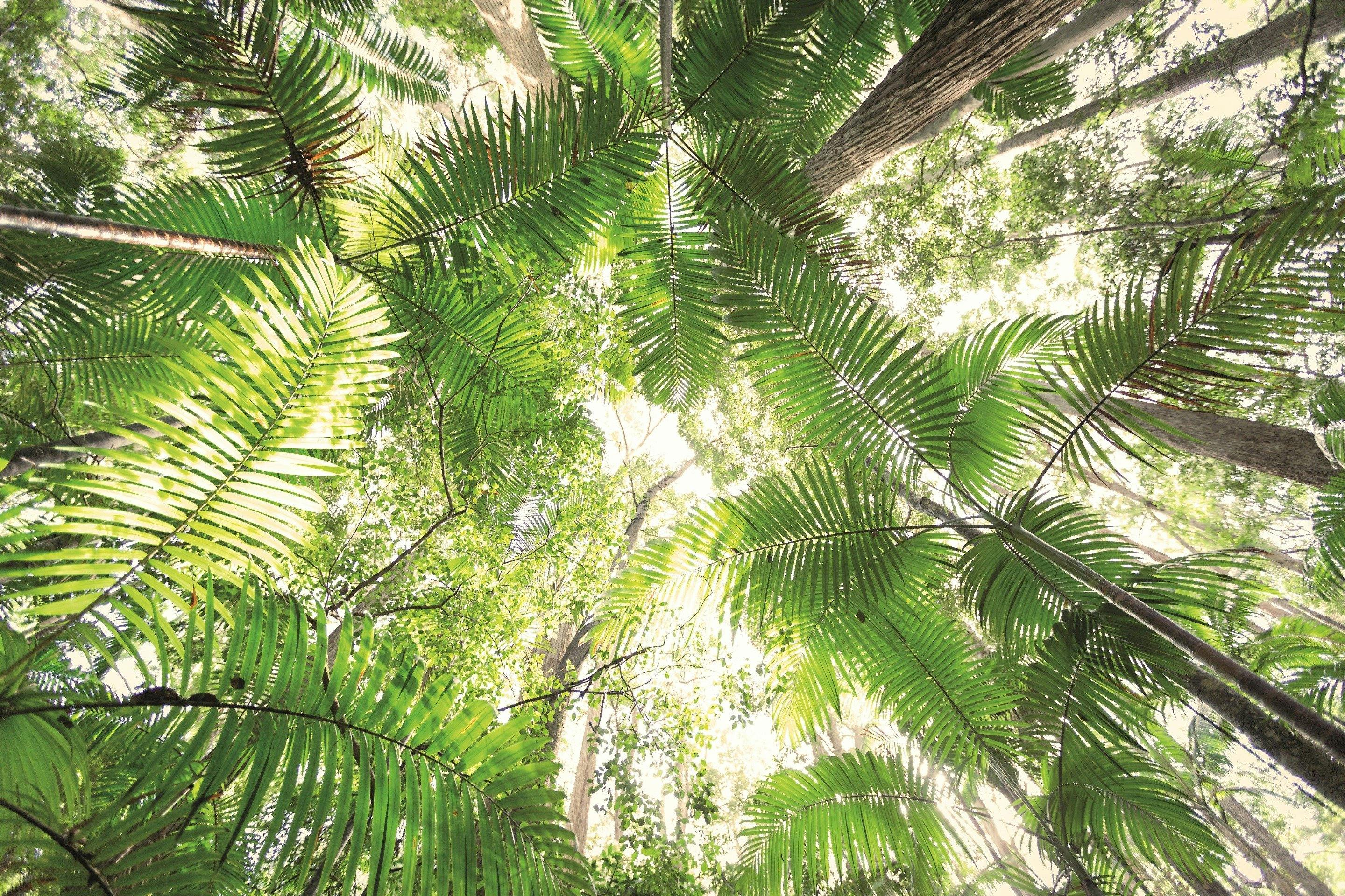 Pile Valley Rainforest