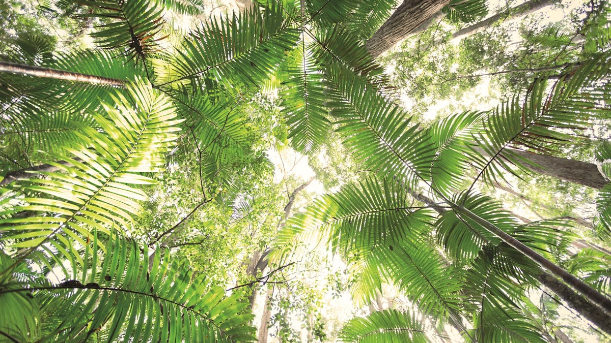 Pile Valley Rainforest
