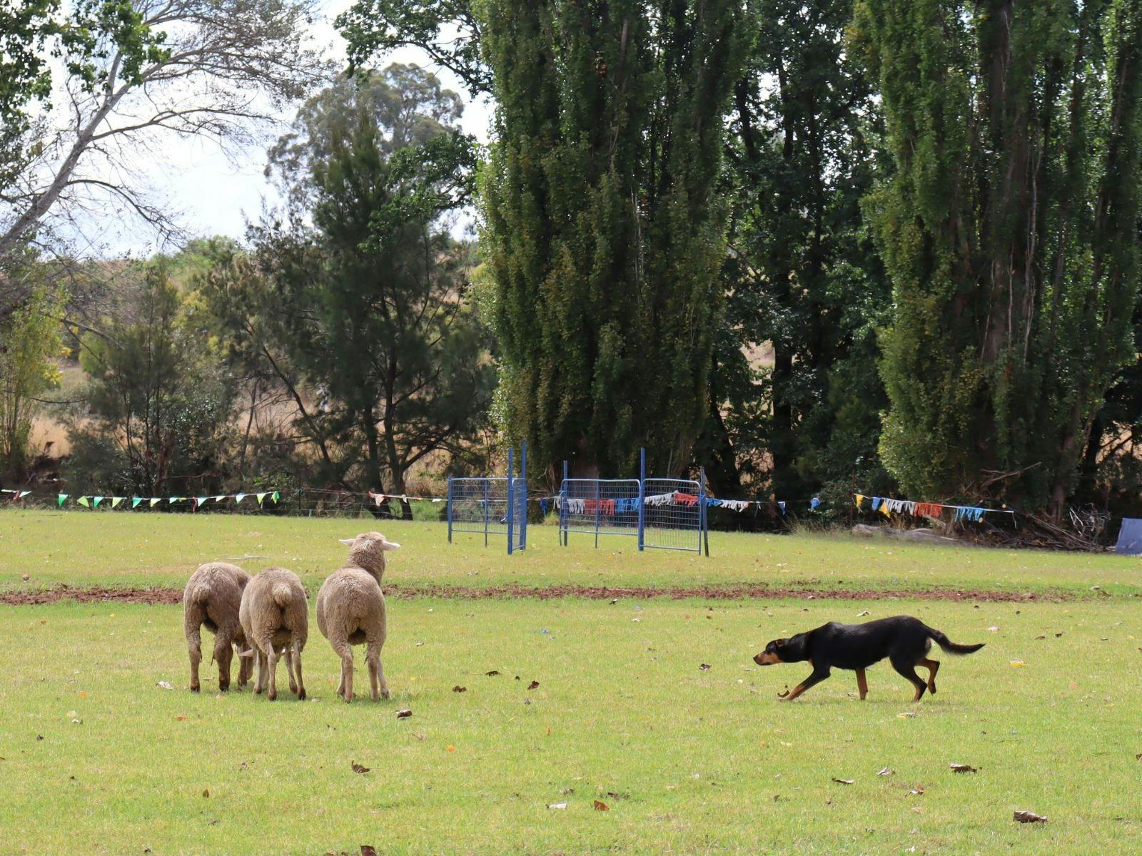 新南威尔士州冠军牧羊犬在莫龙选拔赛