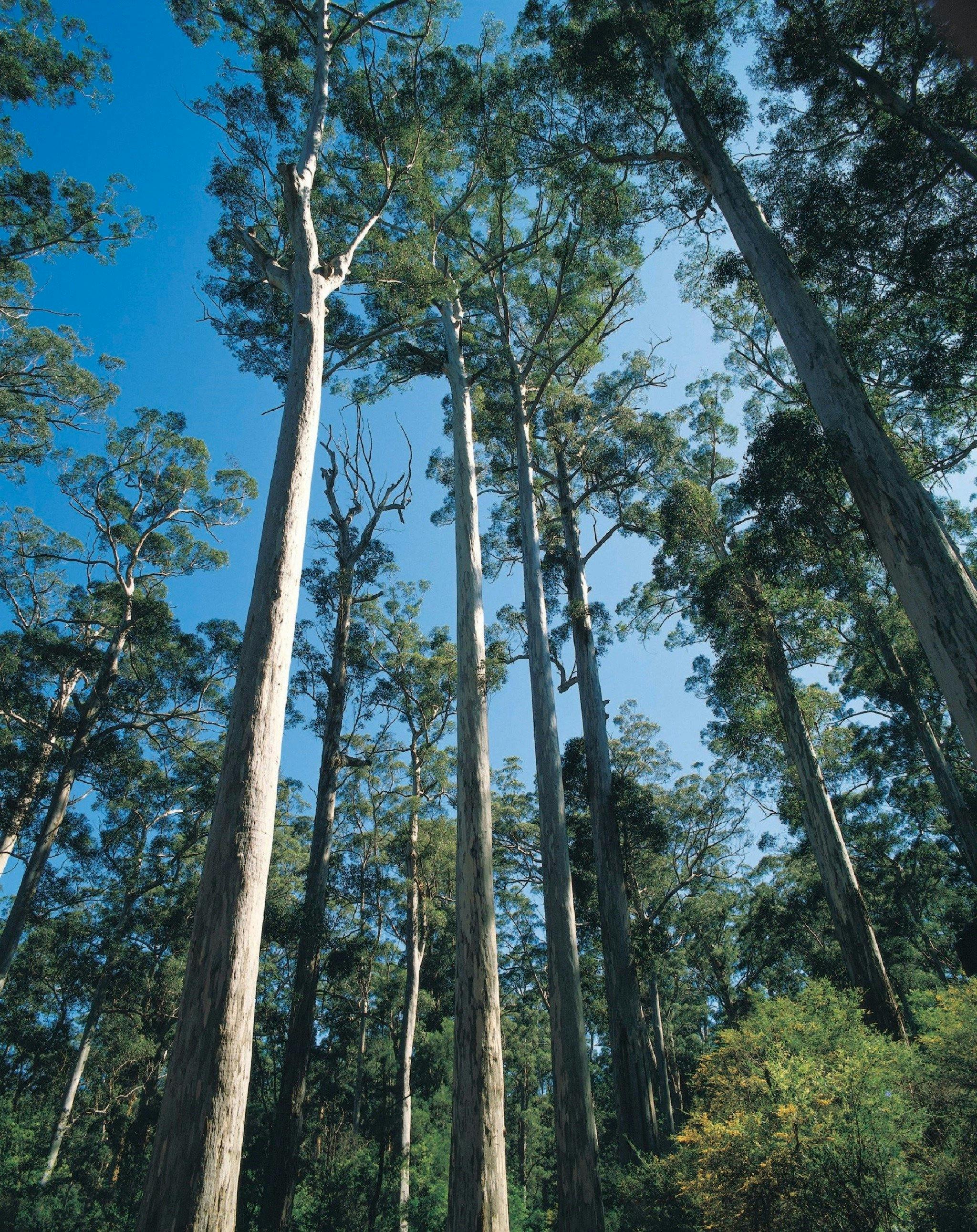 Karri trees, Manjimup, Western Australia