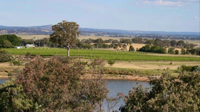 Vineyard