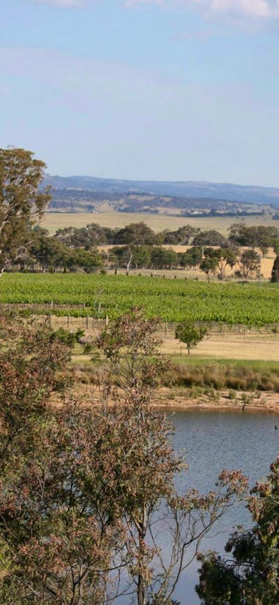 Vineyard