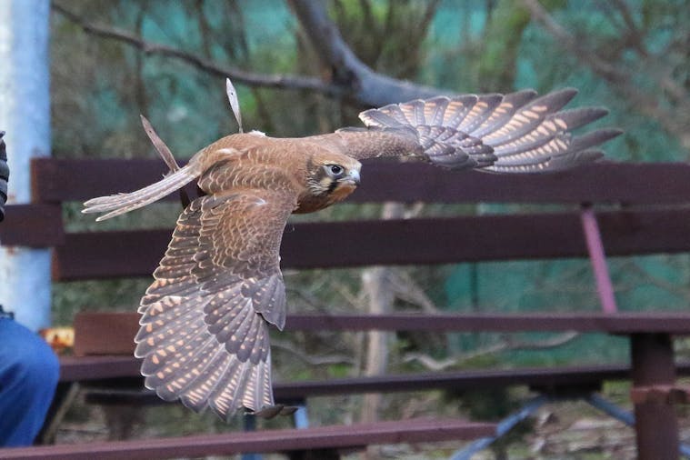 Raptor Domain