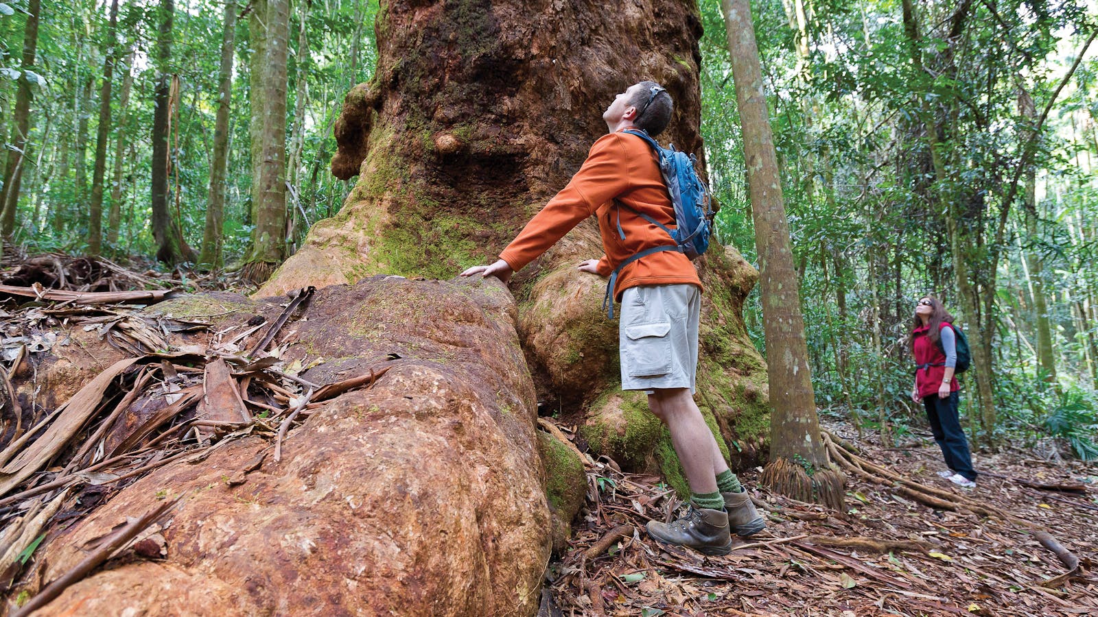 Orara East State Forest