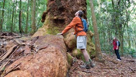 Orara East State Forest