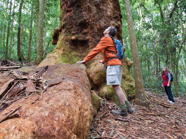 Discover ancient trees in Orara East State Forest