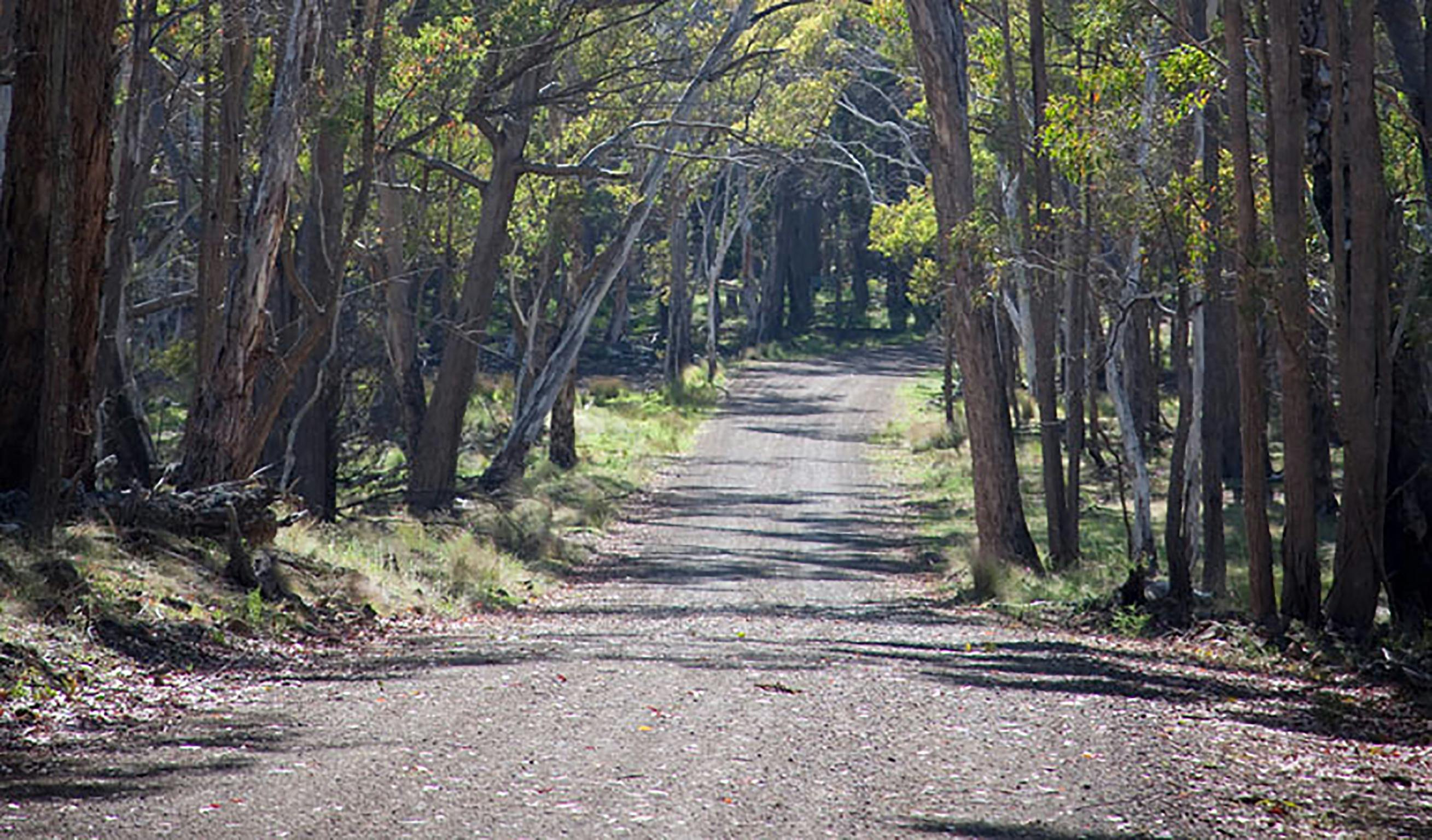 Coolah Tops National Park | NSW Holidays & Accommodation, Things to Do