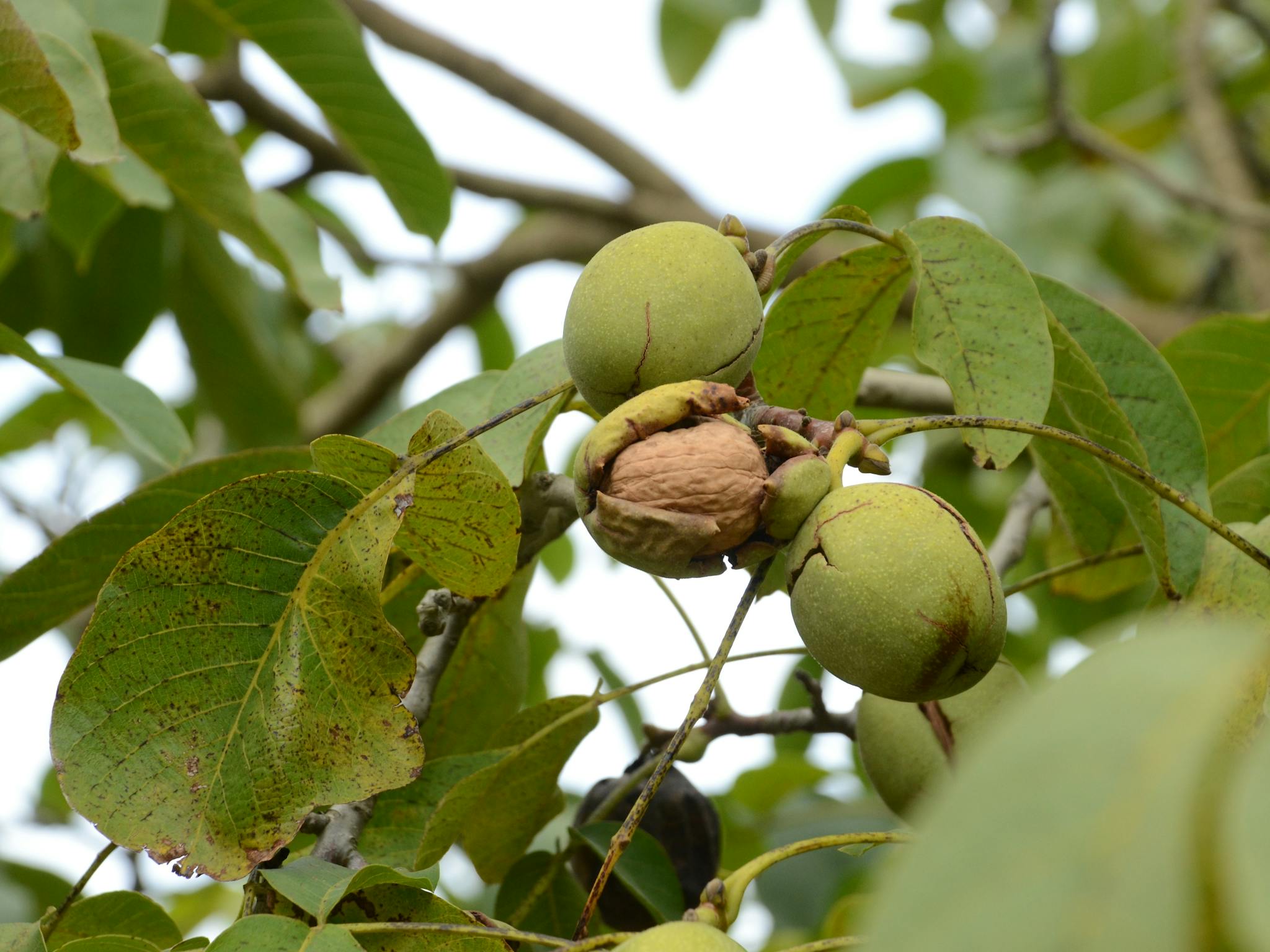 King Valley Walnuts growing on trees