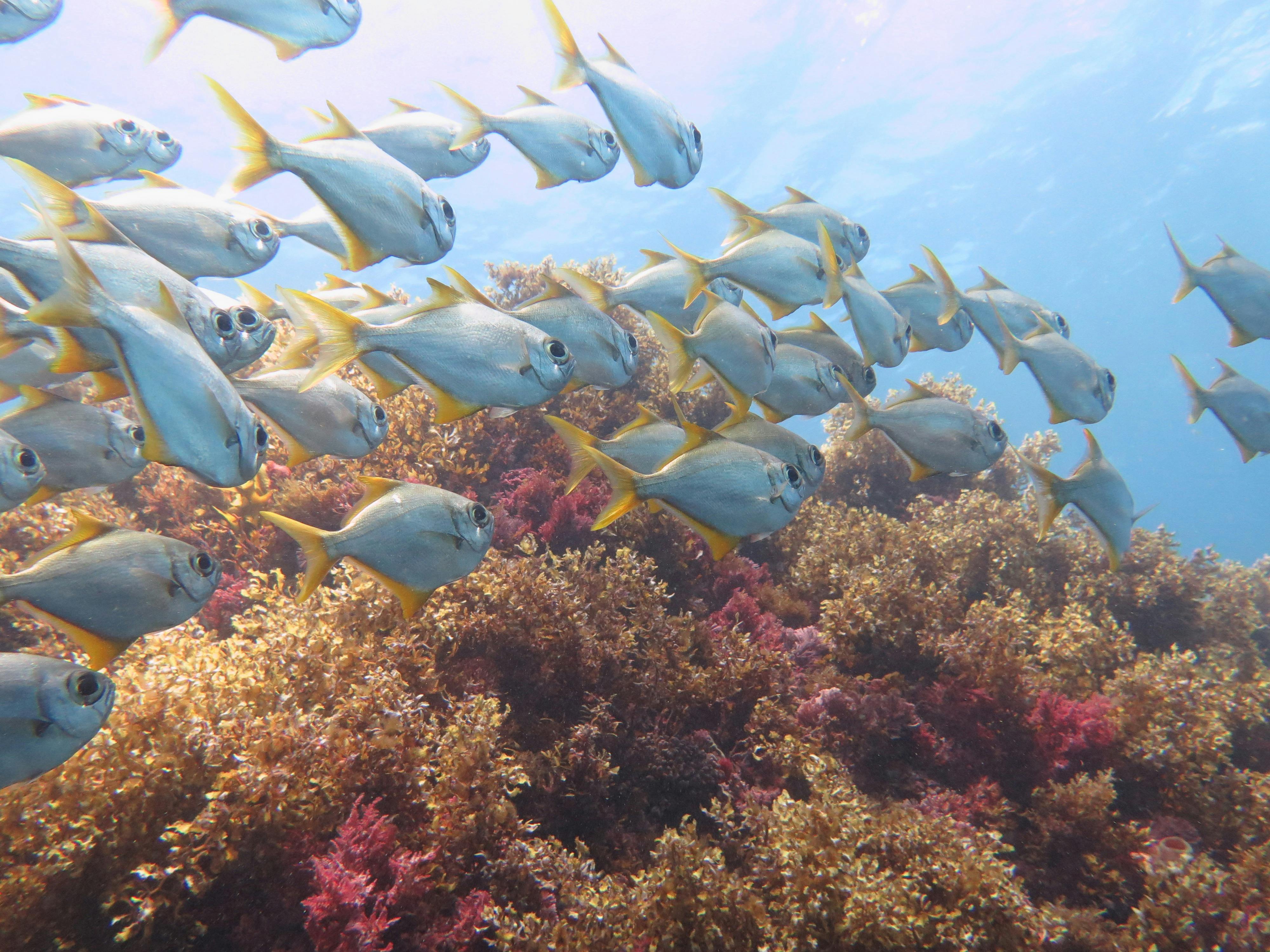 Bucket List Dive, Fremantle, Western Australia