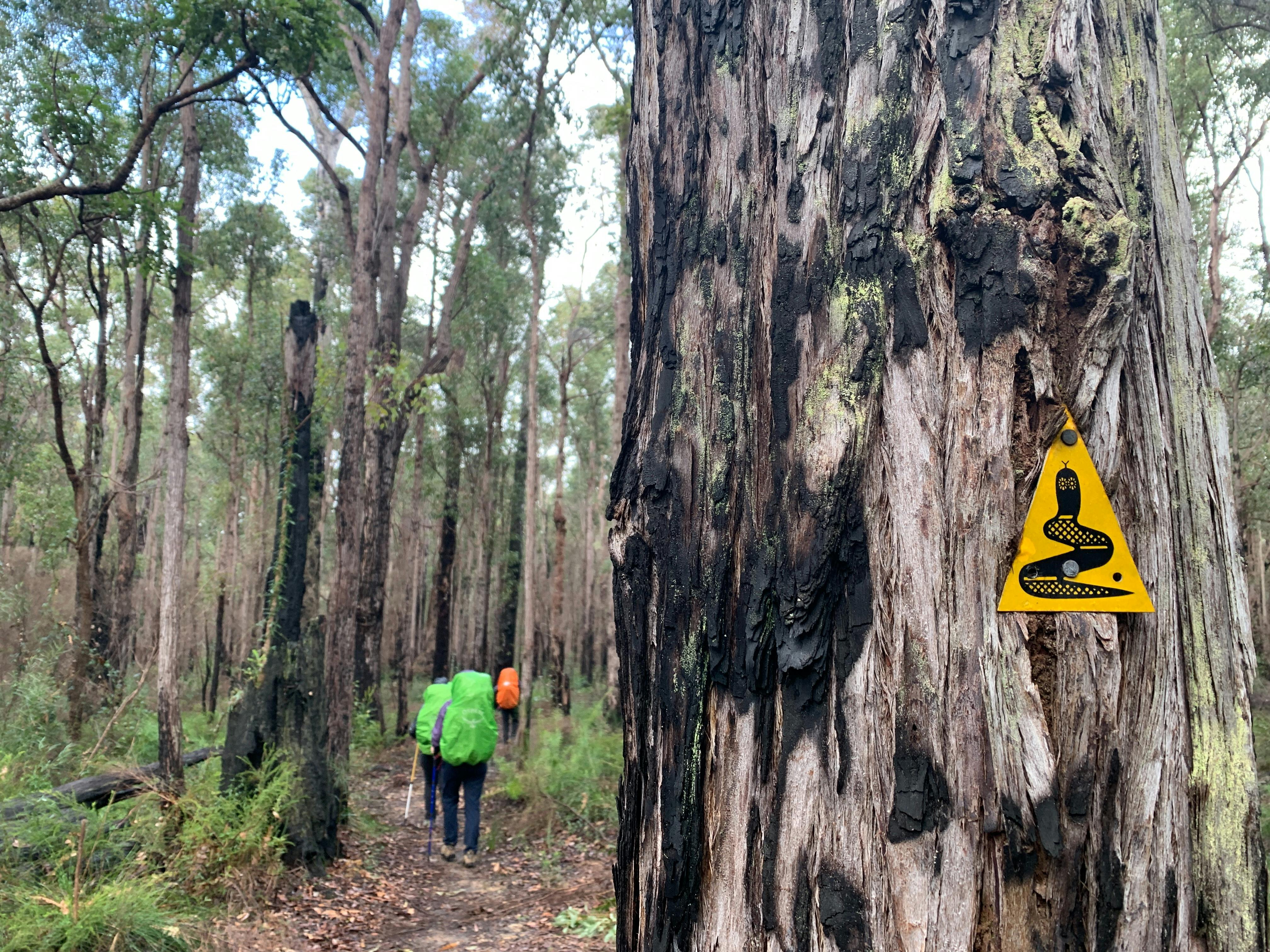 Bibbulmun Track marker on tree in foreground while hikers walk in distance in the background