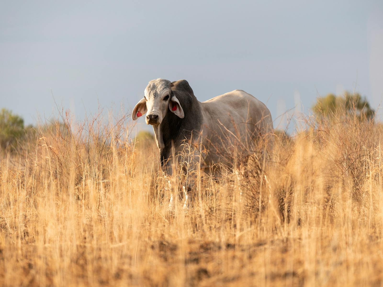 Brahman cattle in the outback