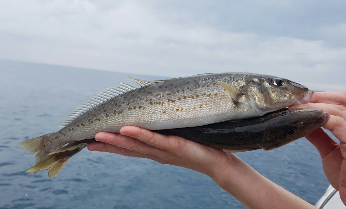 Emu Bay Fishing Charters 8 hour charter, full day deep sea fish...