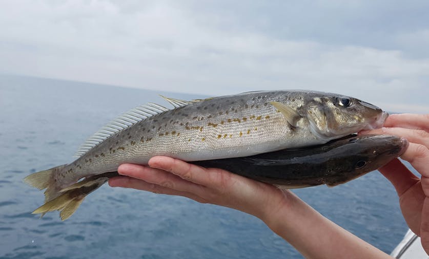 Emu Bay Fishing Charters