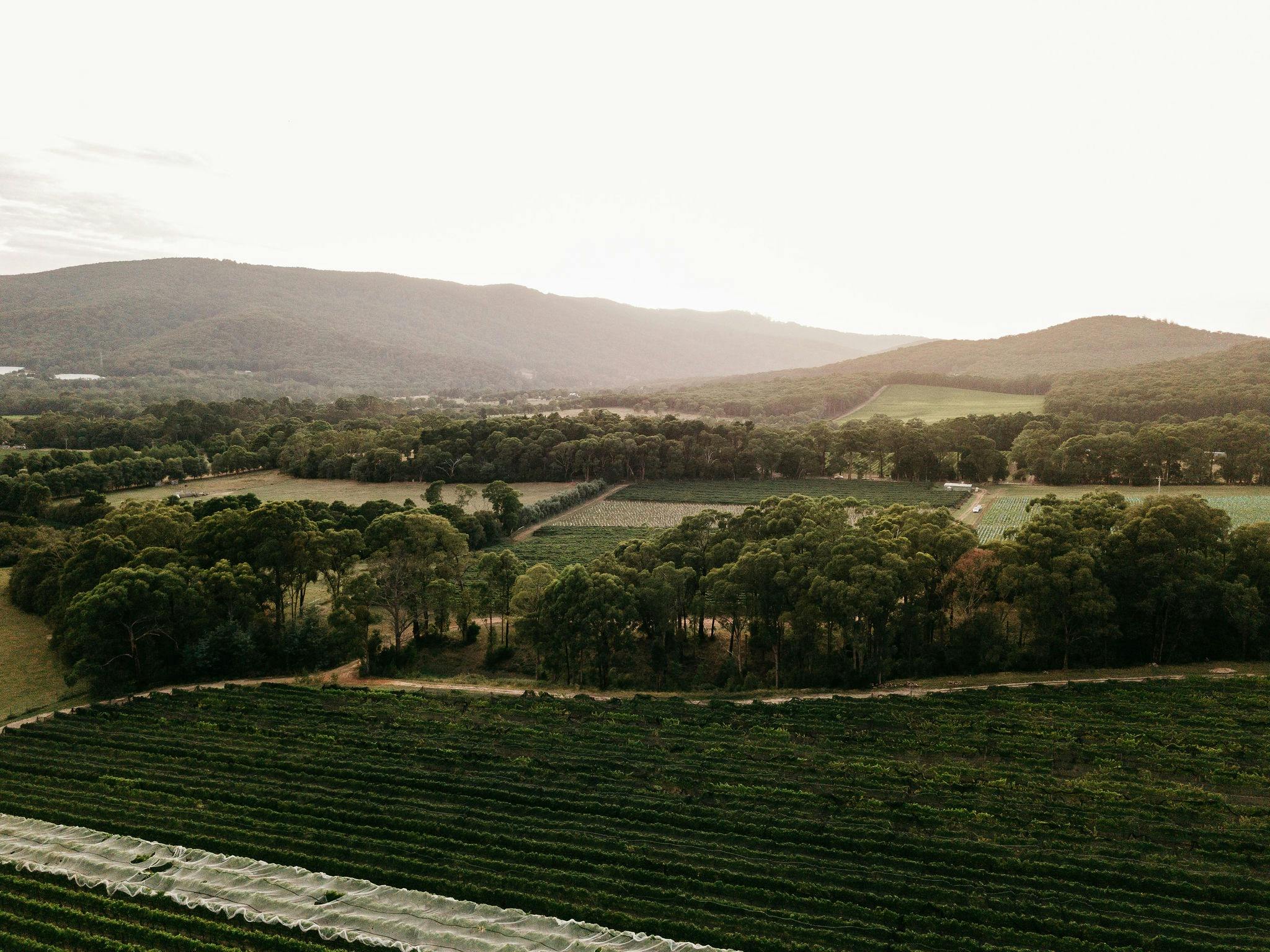 The Pinot Noir Landscape