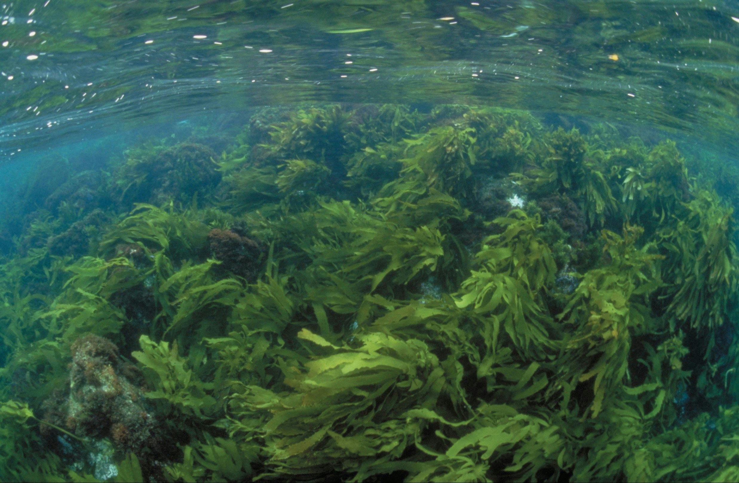 Wilsons Promontory Marine National Park