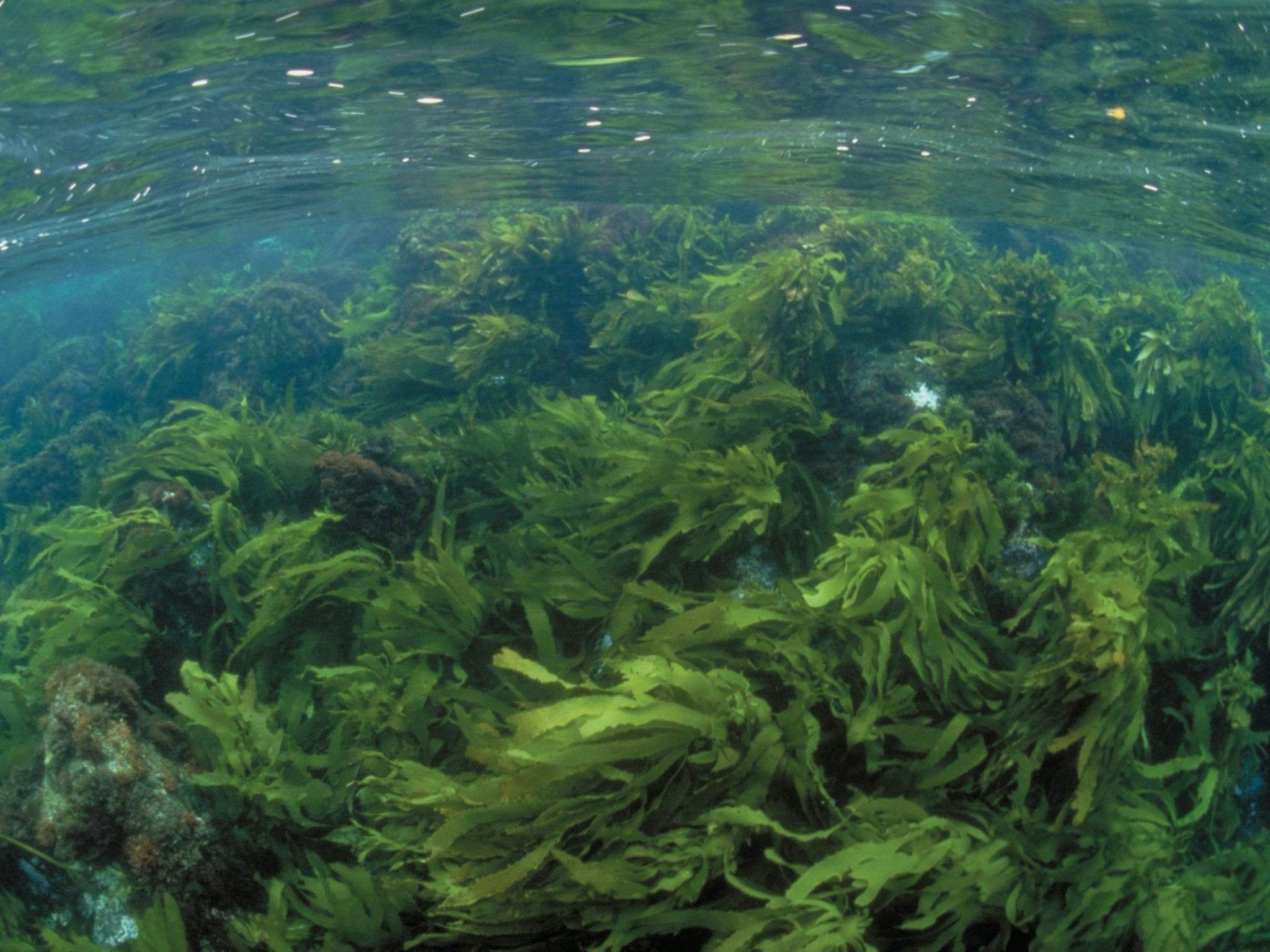 Wilsons Promontory Marine National Park