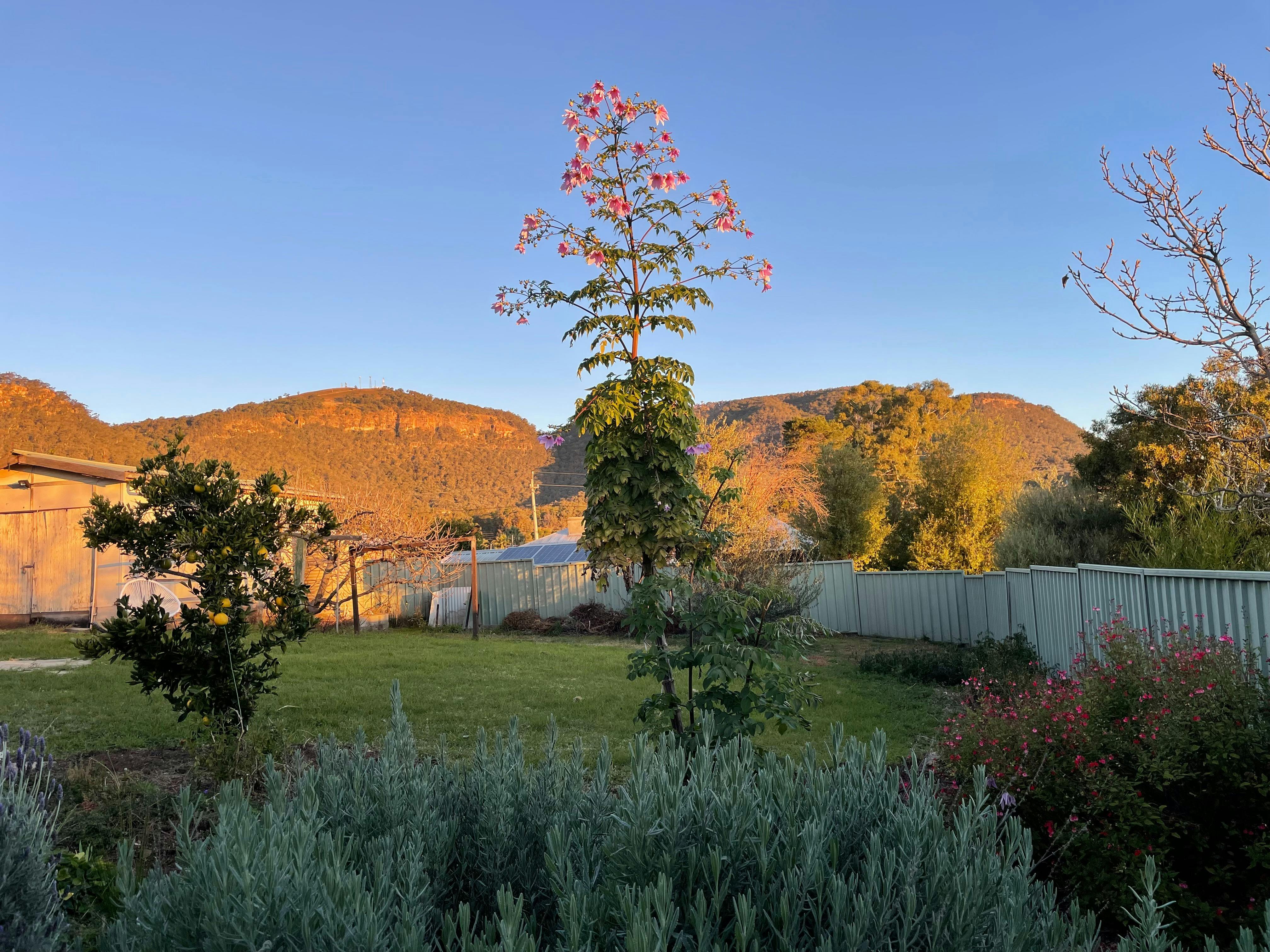 Sunset from the back garden