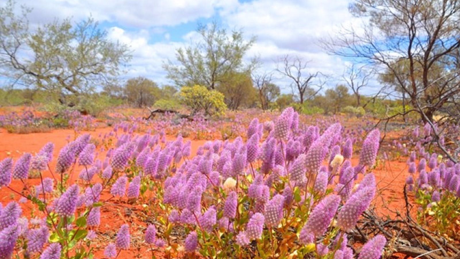 Gascoyne Murchison Outback Pathways