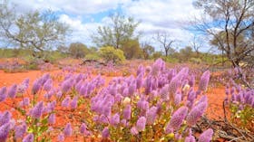 Gascoyne Murchison Outback Pathways