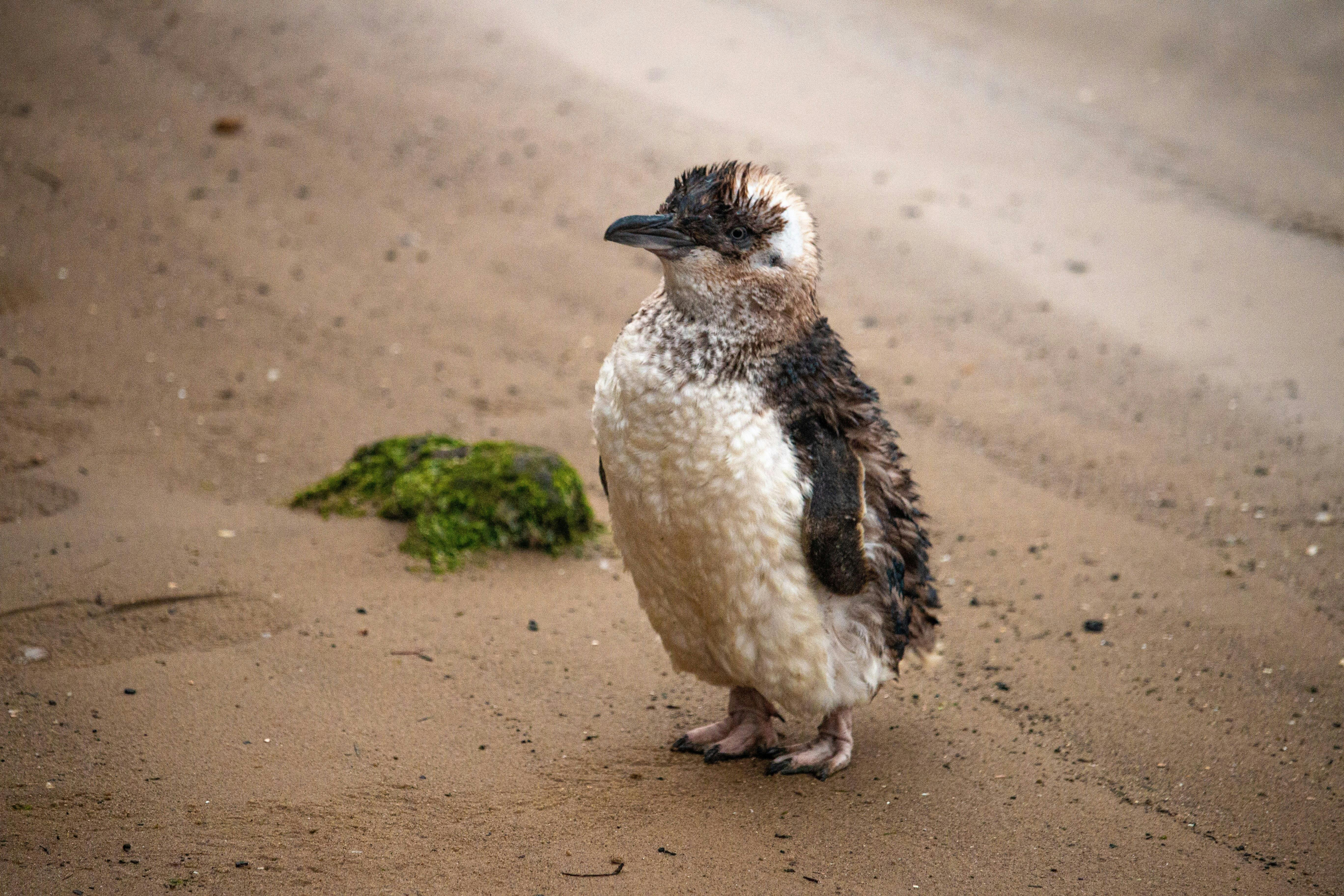 Penguin on the sand